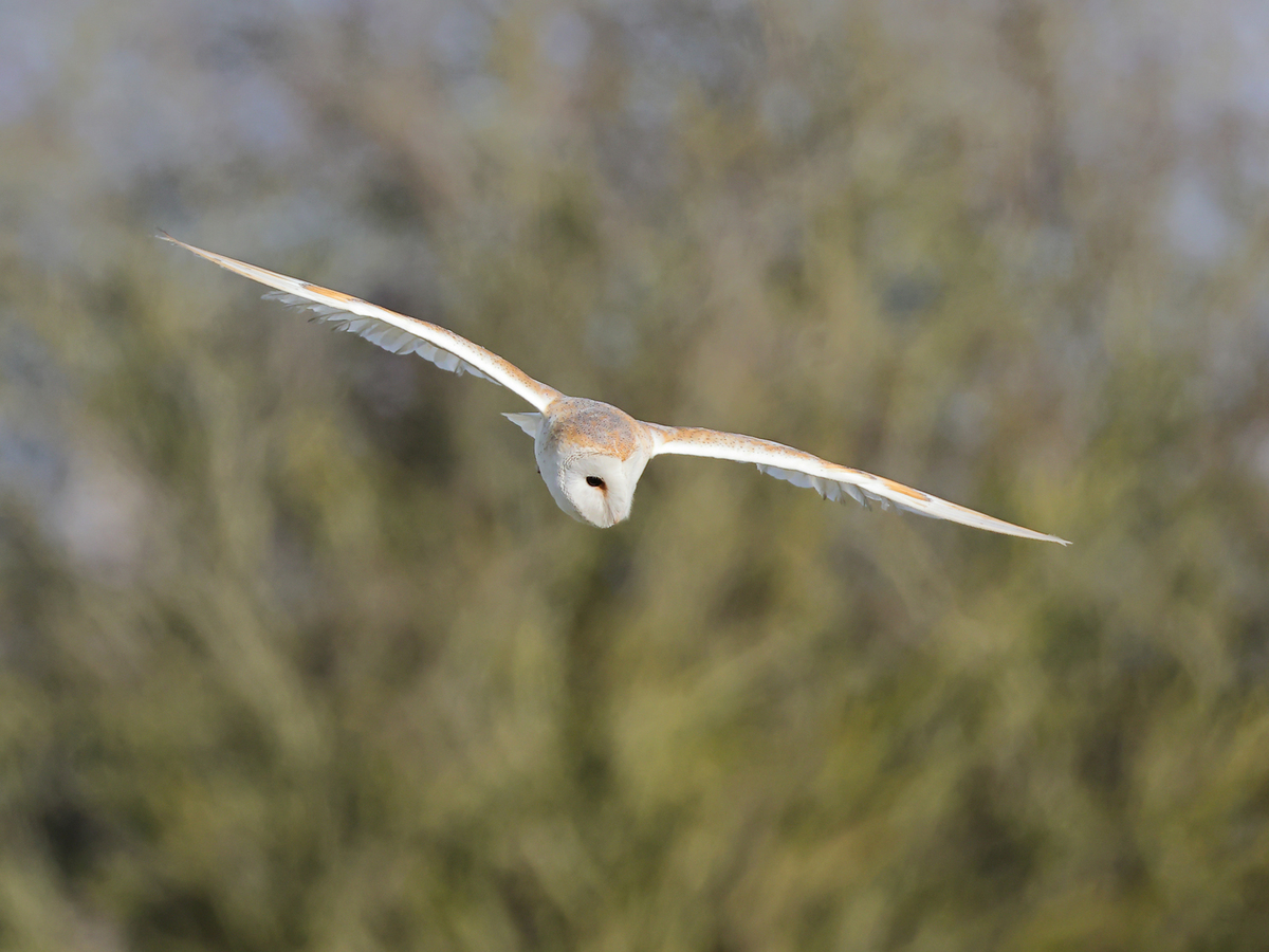Barn Owl in Flight - Peter Bagnall